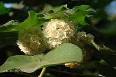 Dombeya acutangula